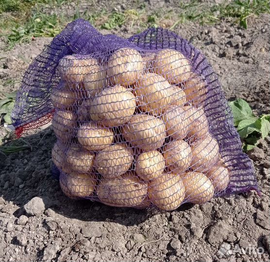 Картофель (новый урожай)