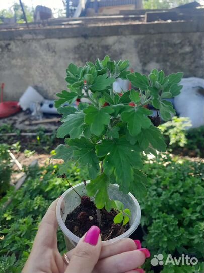 Хризантемы мультифлора