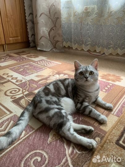 Шотландский кот