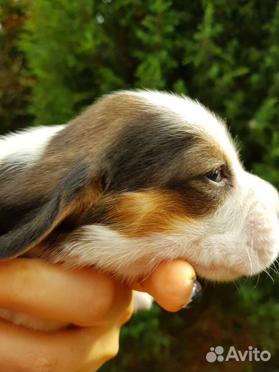 Щенки бигль