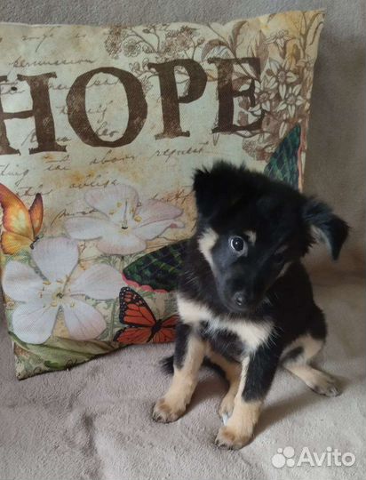 Щенок в добрые руки Бронь