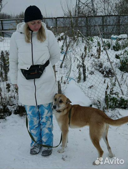 Домашняя собака выживает в приюте