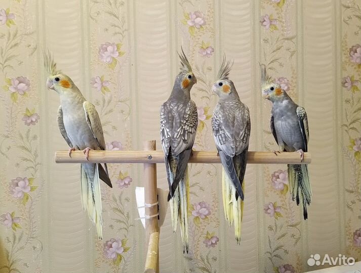 Попугай корелла птенец