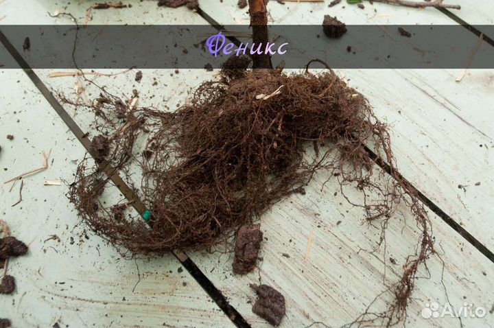 Саженцы Малины