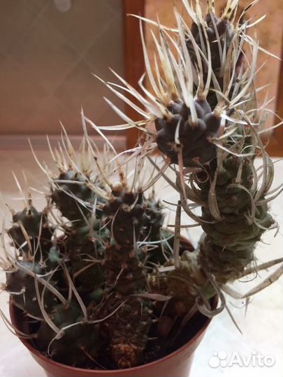 Кактус Tephrocactus articulatus