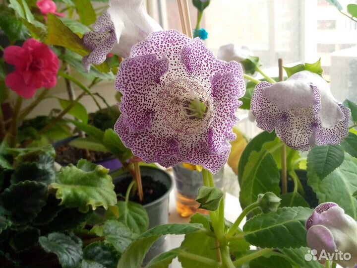 Глоксиния махровая, фиалки, бальзамины, бегонии