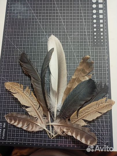 Перья разных птиц