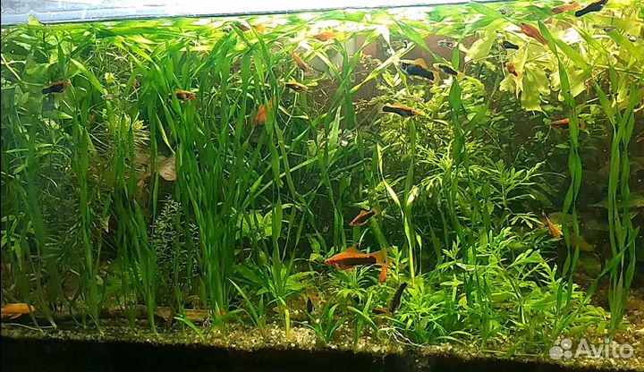 Растения - прополка