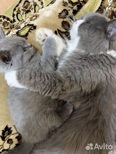 Британские котята