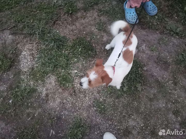 Передержка собак