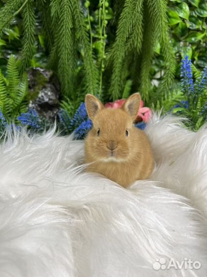 Царские кролики