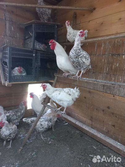 Распродаём хозяйство, куры разных пород
