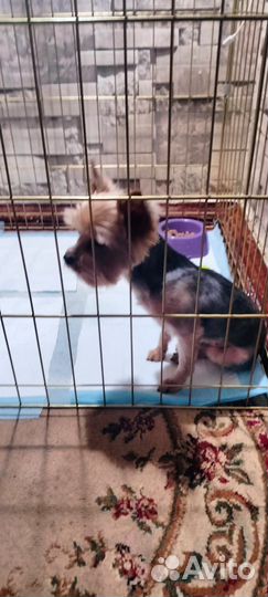 Йоркширский терьер мини девочка