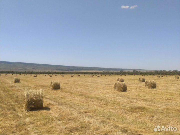 Сено в рулонах