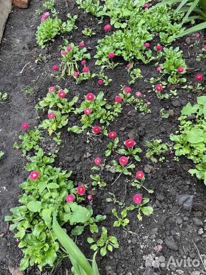 Маргаритки цветы, многолетки