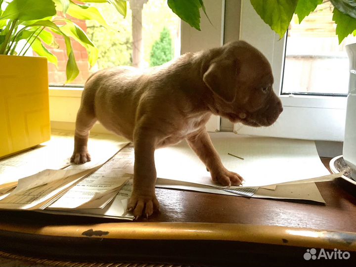 Щенки питбуля