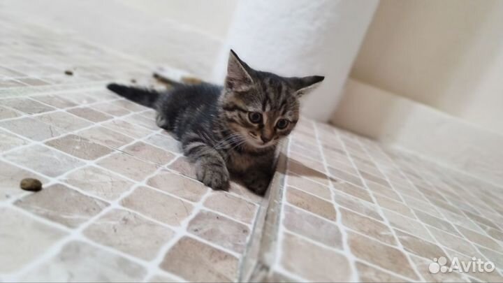 Кошки в добрые руки