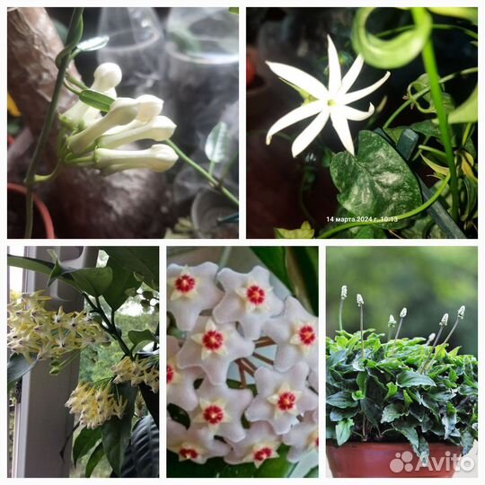 Жасмин Хойя Плющ (хедера) Циссус (березка) идр