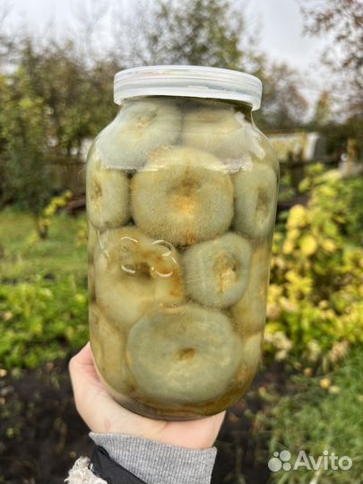 Лохматые грузди