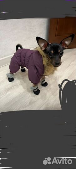 Костюм для собак мини