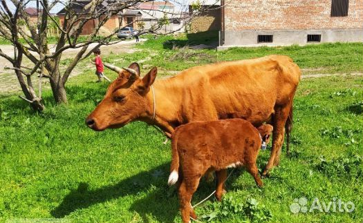 Корова, нетель, телка