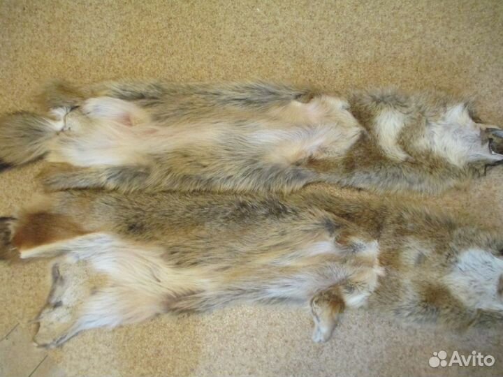 Шкуры койота