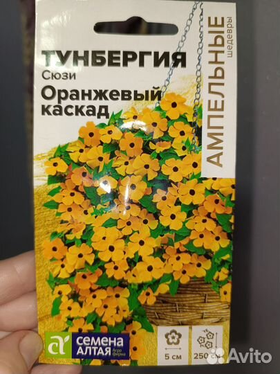 Ампельные растения для сада