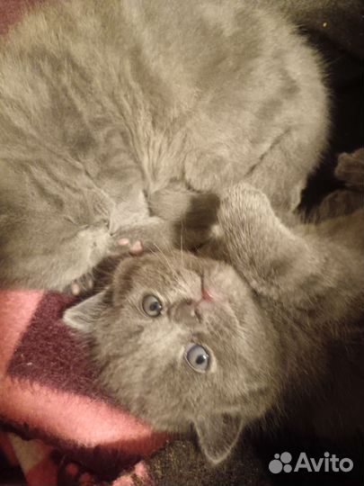 Шотландская