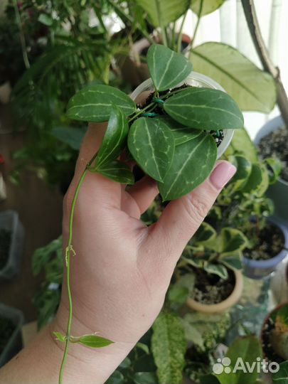 Дисхидии, церопегия вуди