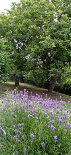 Участок 30 сот. (ИЖС)