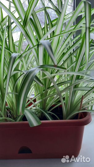 Хлорофитум хохлатый