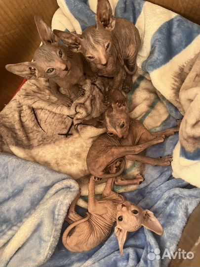 Донской сфинкс котята