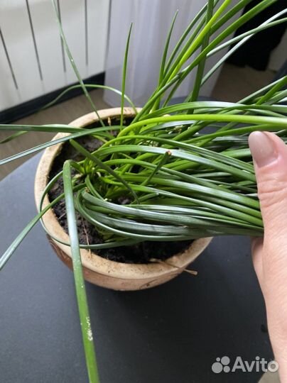 Зефирантес белый