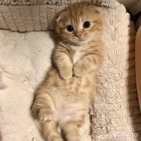 Котенок