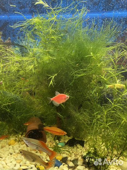 Трава для аквариума