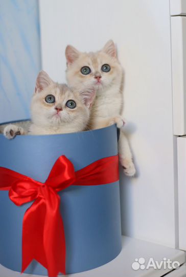 Британские котята голубое золото