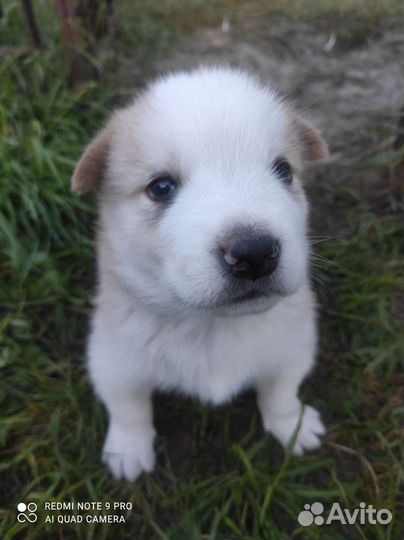 Отдадим щенков бесплатно