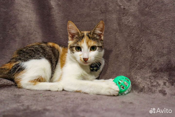 Котёнок на удачу