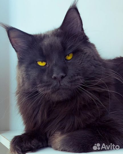 Кот мейн-кун вязка