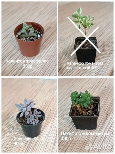 Суккуленты, суккулентные садики