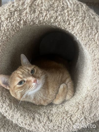 Передержка кошек/котов