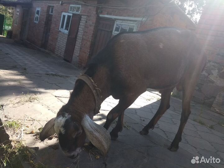 Англо-нубийские козы