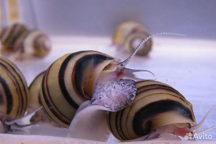 Аквариумные улитки