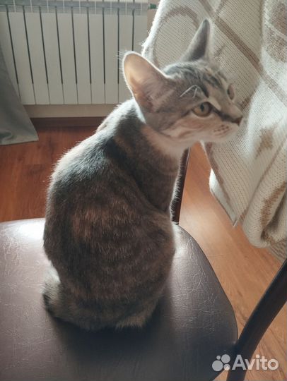 Кошка