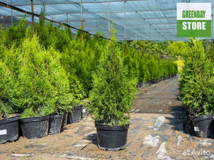 Туи смарагд 80 см свежая копка 2023