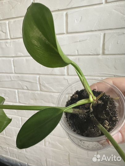 Филодендрон биркин детки