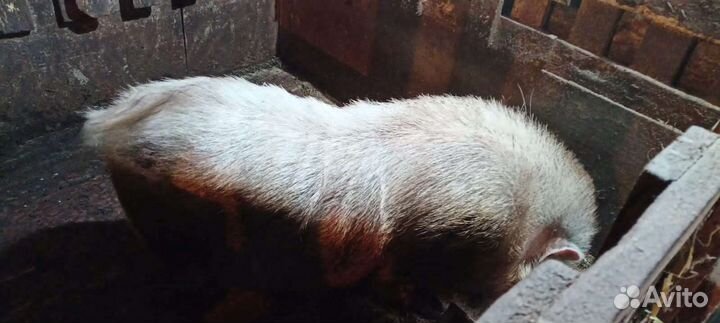 Вьетнамский хряк