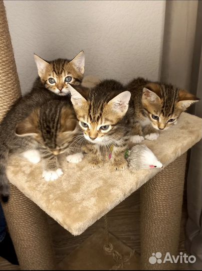 Бенгальские котята