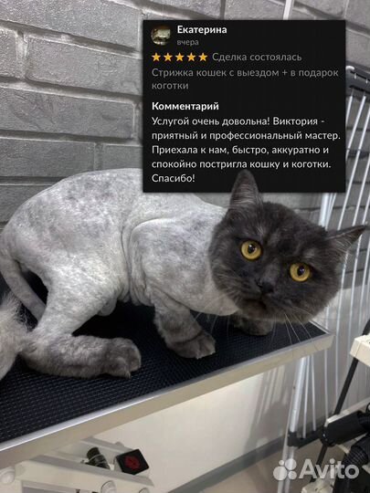 Груминг кошек с выездом / Стрижка кота на дому