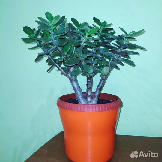 Денежное дерево (Толстянка)